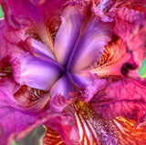 Iridescent Iris Custom order Fountain Pen
